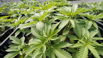Marijuana plants grown for the adult recreational market. There is a push to legalise the drug in Australia.