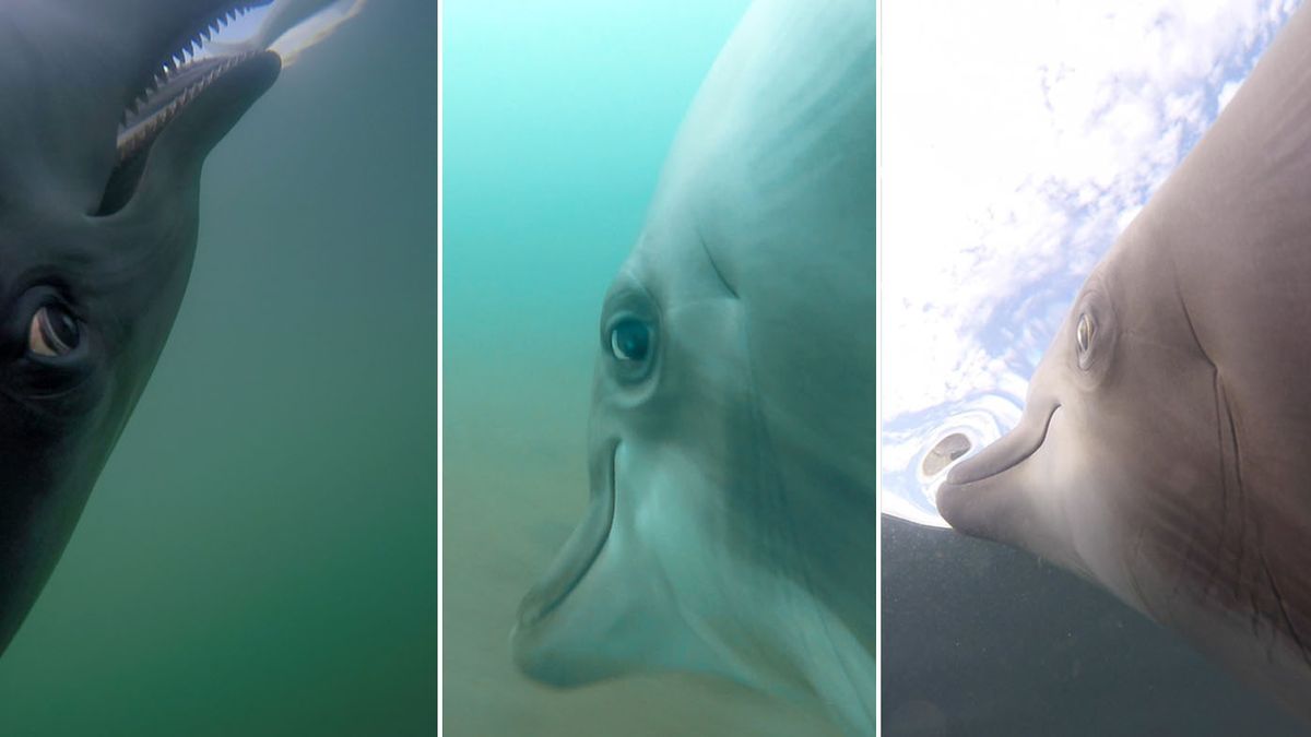 Dolphins vs. Octopuses: Showdown in the sea!