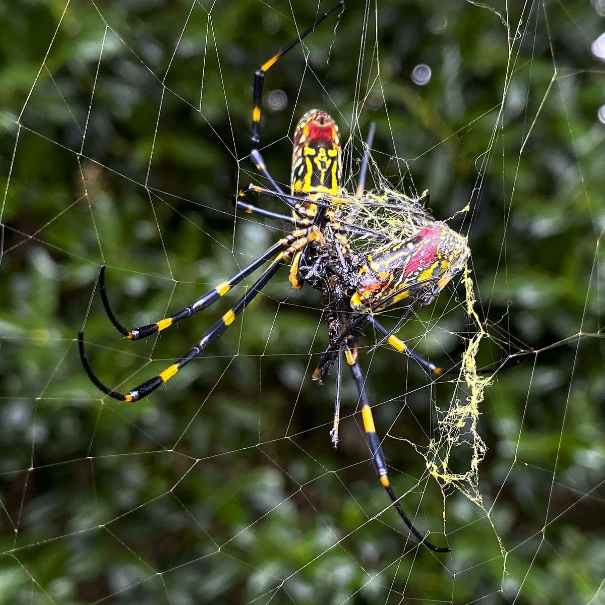 Flying' spiders from Japan could colonise all of eastern US