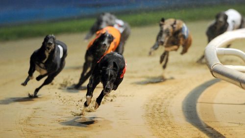 The Greyhound Racing NSW board has stepped down amid fallout of the live-baiting scandal. (AAP)