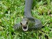 The brown snake was estimated to be thee to four years old.
