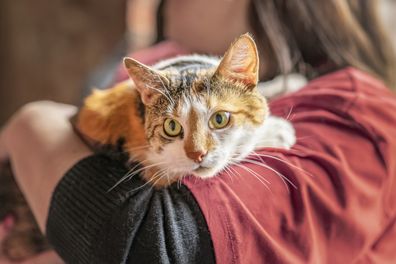 cat in hands of girl volunteer. Shelter for homeless animals concept
