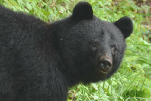 Aï»¿ Japanese governor will request the defence ministry to cull bears in his region after an increasing number of fatal and non-fatal attacks this year. 
