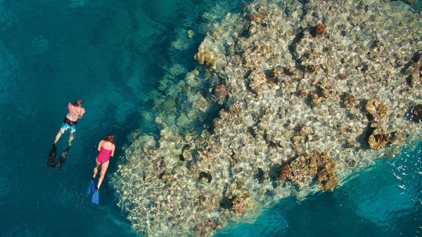 The island is a snorkelling and diving hotspot. Jen Dainer / Tourism and Events Queensland