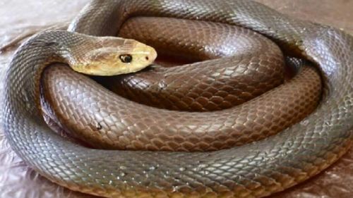 A taipan snake. (9NEWS)