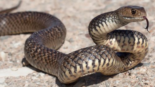 Dugite and tiger snakes are seen around the area. 