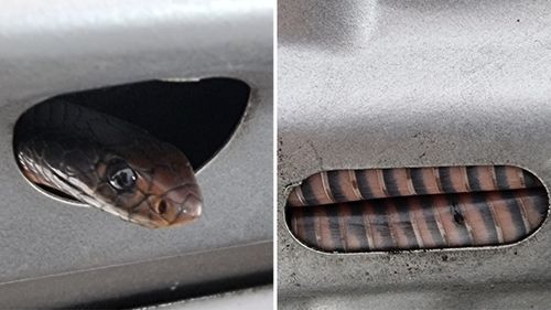 A juvenile red-bellied black snake was photographed popping its head out from the bonnet of a Nissan 180SX in Mulgrave, in Sydney's north west.