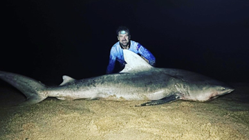 New Caledonia shark attack update: 'Beloved' father identified as man  killed by shark in New Caledonia as authorities catch beast