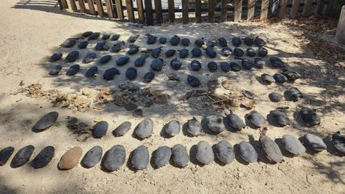 Almost 100 southwestern snake-necked turtles have been found dead in Lake Bibra in a devastating blow to the species' native population.