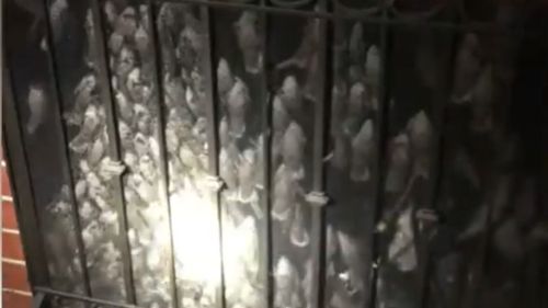 Around 1000 birds were stuck in a house's chimney in California.