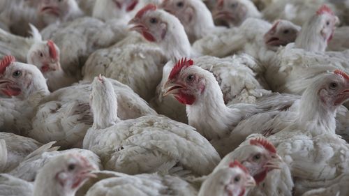 Bird flu has appeared in US commercial poultry stocks for the first time this season.