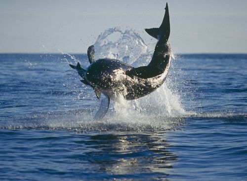 A breaching great white shark off Dyer Island located six sea miles off the coast of Gansbaai, South Africa (Getty)