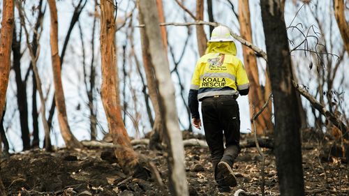 IFAW wildlife carers attending to koalas whose habitats have been destroyed by fire over New Year 2019/2020.