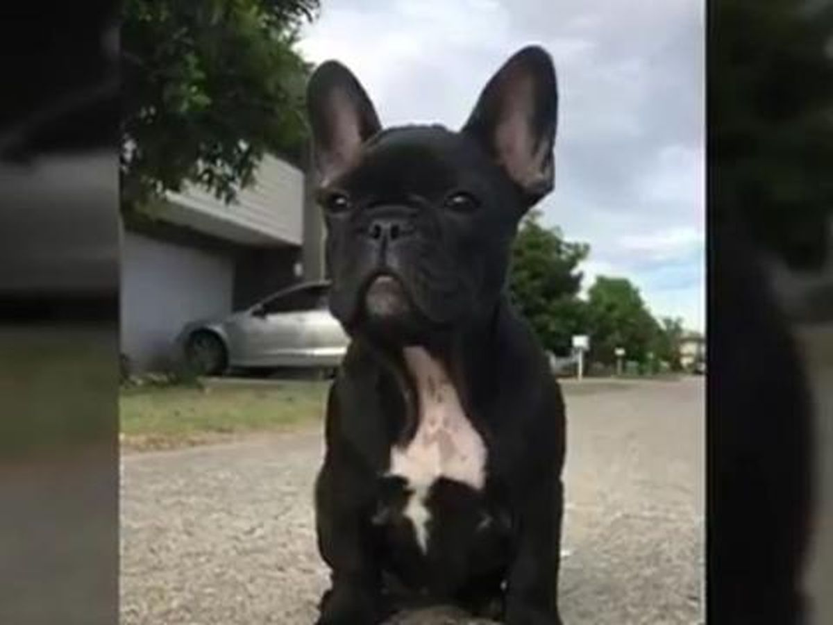 Tourist desperate to find stolen French bulldog