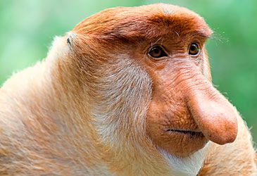 Which species of monkey is illustrated above?
