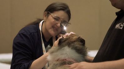 Dog gets an eye exam from a vet