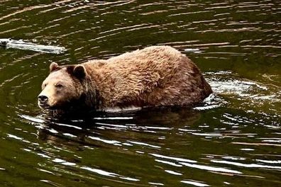 bears in alaska