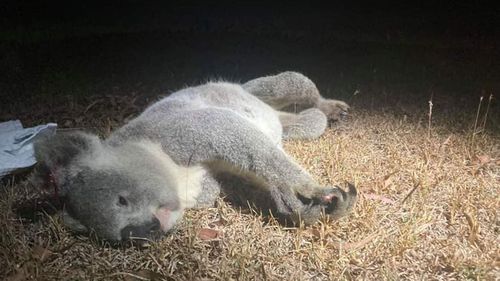 An untagged koala killed by a car last week in Mango Hill, Moreton Bay. The driver did not stop but a passing ambulance crew called rescuers.