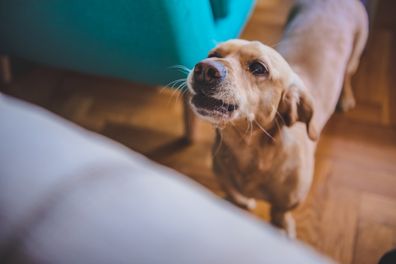 Small dog barking inside the house. Dog barking. Dog misbehaving