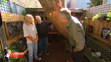 Aussie couple's love of trees comes back to bite them 