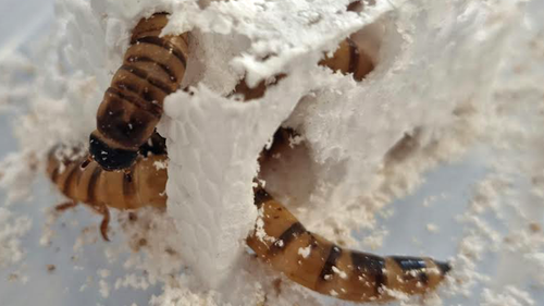 The common Zophobas morio 'superworm' can eat through polystyrene.