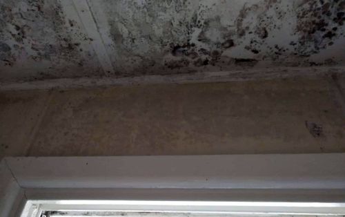 Il soffitto del bagno dell'alloggio pubblico in affitto della signora Bowman era coperto di muffa.