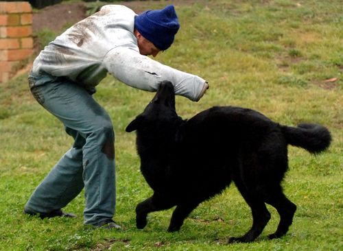 One of the dog squad pooches had to be euthanased. (AAP File)