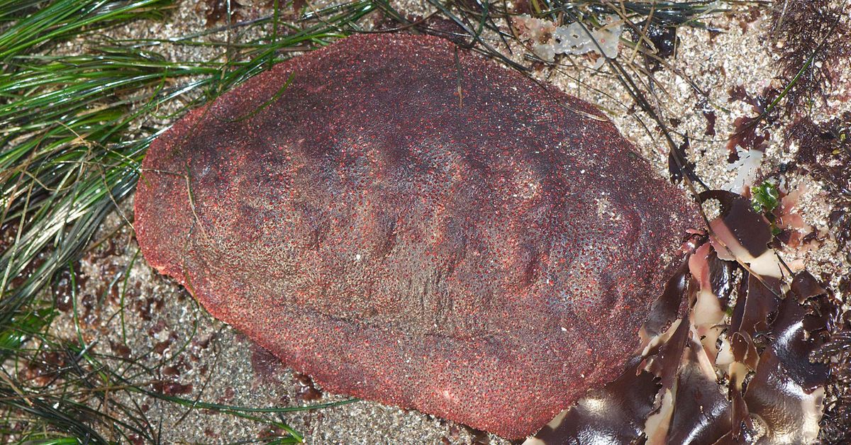This 'wandering meatloaf' chiton has a rare mineral in its teeth