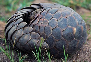 Which term best describes the diet of the pangolin?