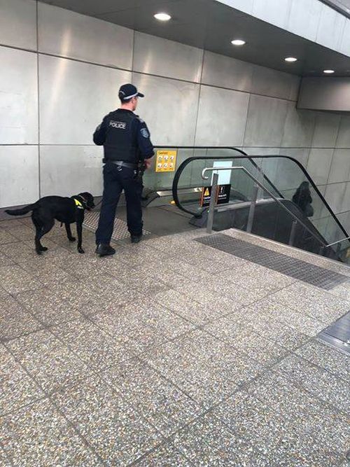 NSW Police officer and drug dog wait at the top of an escalator inside at train station.