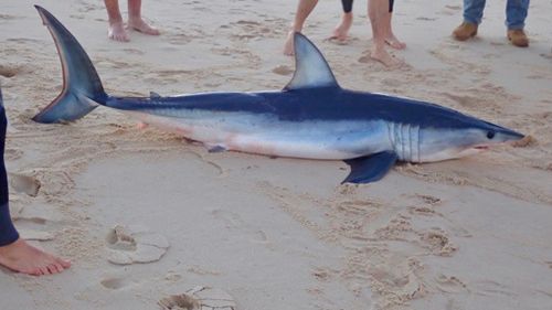 Selby said the shark's death is a 'sad outcome' because it had become the victim of a fishing hook. Picture: Supplied.