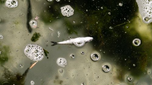 A dead chinook salmon floats in a fish trap on the lower Klamath River in Weitchpec, California.