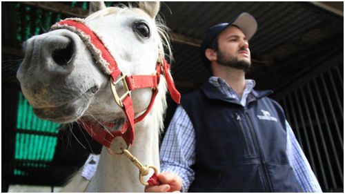An Australian horse with crippling laminitis received a 3D prosthetic. (CSIRO)
