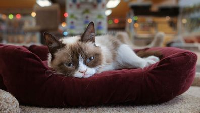Grumpy Cat's worst Christmas ever
