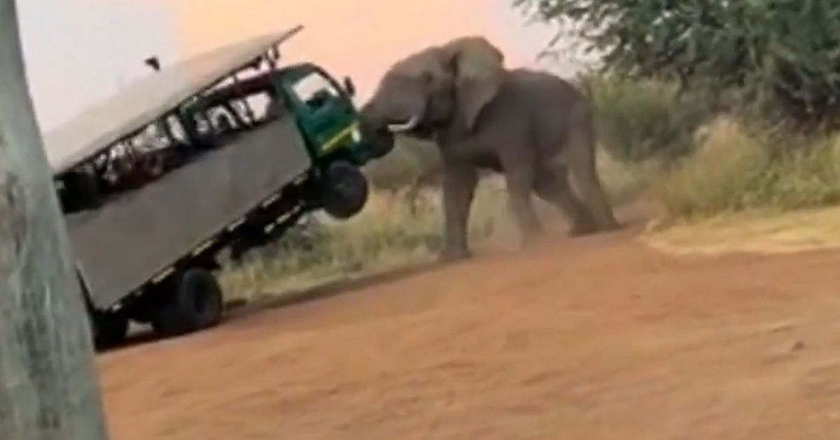 Zambiya'da safaride file saldıran turist hayatını kaybetti