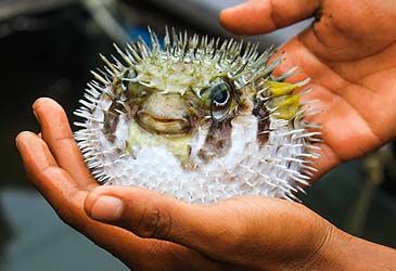 The tetrodotoxin found in pufferfish is categorised as what type of toxin?