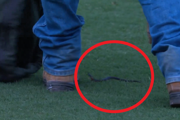 A snake was caught in Blacktown, as mayhem occured before the match.