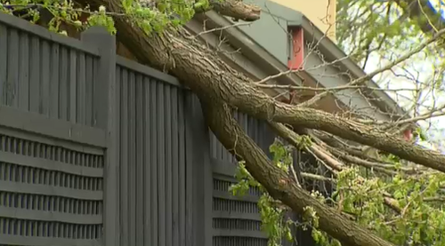 The severe gusts have felled trees across the city. (9NEWS)