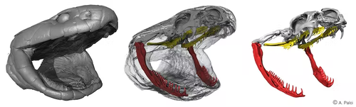 A 3D model image of a tiger snake skull showing the bones that increase in length in the snakes from Carnac Island after being fed large prey for a prolonged period of time: lower jaws (red) and palate bones (yellow).