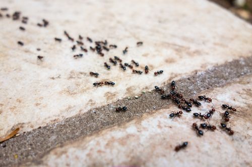 Weird pregnancy symptoms - ants are attracted to pregnancy discharge