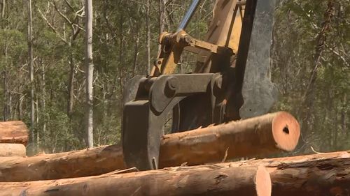 Forest logging in northern NSW.