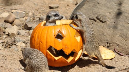 A family of meercats explores the carved pumpkin. (National Zoo &amp; Aquarium)