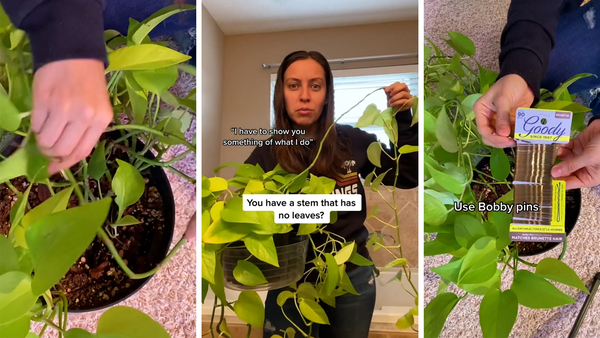 reminder to push nodes in the soil with bobby pins to get a fuller pothos!  : r/houseplants