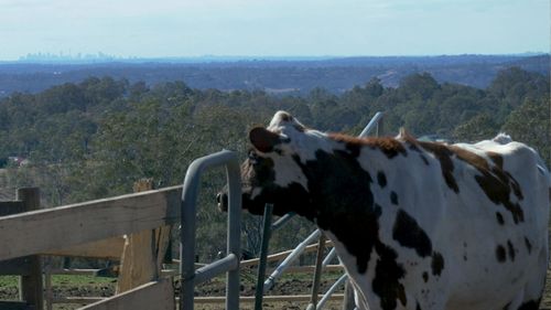 Farmers close enough to Sydney to see the skyline are suffering due to the drought- but are being forgotten.