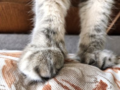 closeup paws of a gray cat