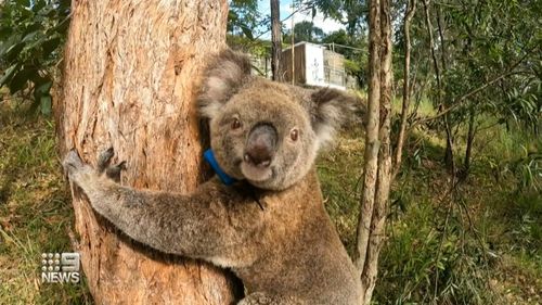 Koala Chlamydia vaccine