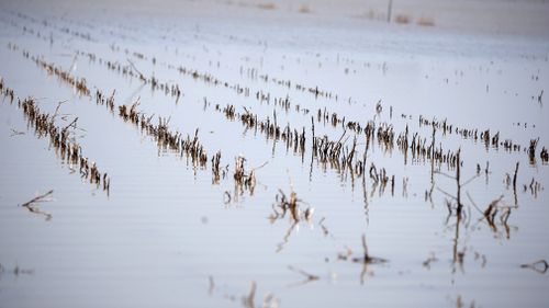 190612 Gulf of Mexico Dead Zone water research USA rain weather flooding news World