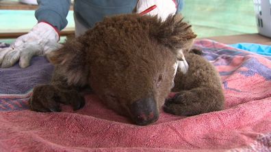 This male koala was injured during the deadly fires on Kangaroo Island.