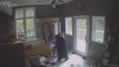Bear breaks into house, steals lasagne from freezer