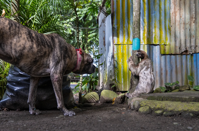 Suzi Eszterhas' submission to Wildlife Photographer of the Year